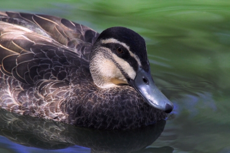 Pacific black duck swimming in the pondの写真素材