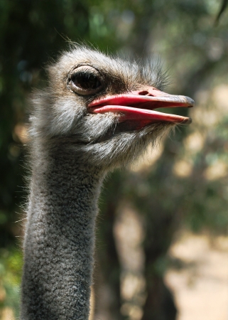 Ostrich Closeupの写真素材