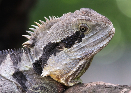 Australian water dragons are extremely shy in the wild They are fast runners and strong climbers 