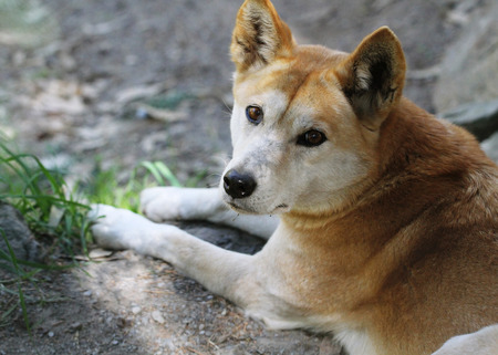 The dingo or Canis Lupus is a free-ranging dog found mainly in Australia, as well as Southeast Asia の写真素材