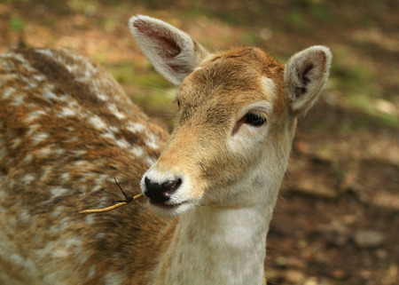 Fallow deer are the small, spotted deer often seen in large groups on deer farms as you travel along country roads.の写真素材