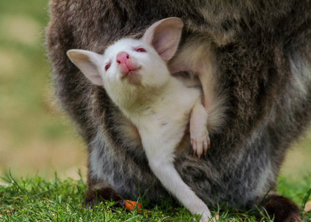 Albino baby bennett\'s wallabyの写真素材