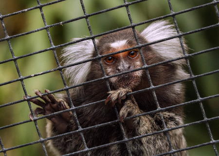 The common marmoset is a New World monkey.の写真素材
