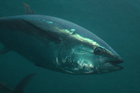 Blue-fin Tuna