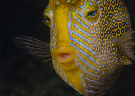 Ornate Cowfish (male)