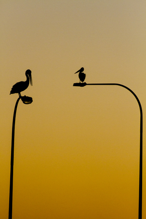 Pelicans resting after all day fishingの写真素材