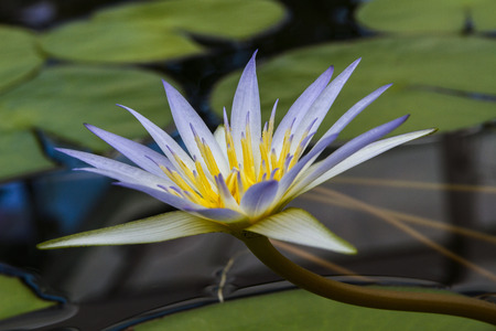 Nymphaea caerulea, known primarily as blue lotus or blue Egyptian lotus, but also blue water lily or blue Egyptian water lilyの写真素材
