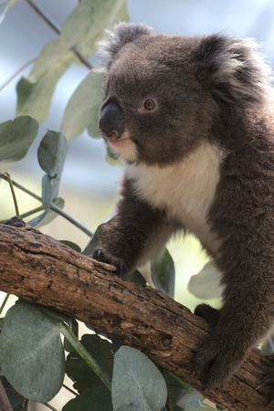 Koalaの写真素材