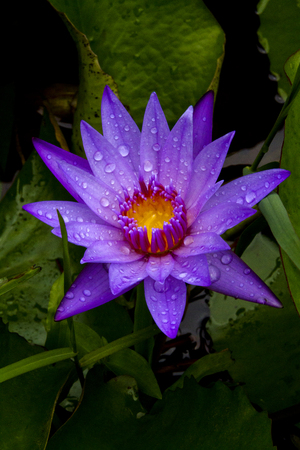 Beautiful water lily color picture taken after the rain stopの写真素材