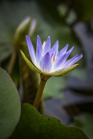 Beautiful water lily closeup pictureの写真素材