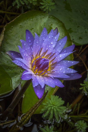Beautiful Water lily closeup picture was taken after the rain stopの写真素材