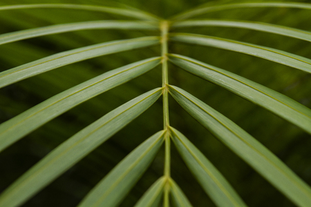 An exotic Areca palm plant leaves close-up picture