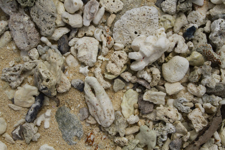 Broken corals on the beautiful and pristine beachの写真素材