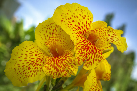Canna Indica yellow color flowers