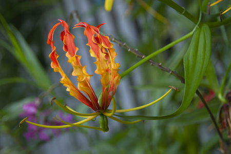 Gloriosa Rothschildiana is as beautiful and unique flower also known as flame lilies, fire lilies and glory lilies.の写真素材