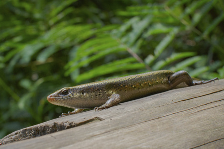 A ground skink close-up pictureの写真素材