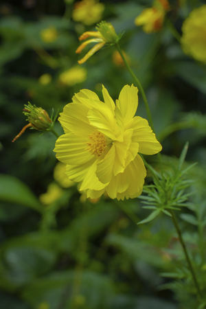 Beautiful yellow flower close-up pictureの写真素材