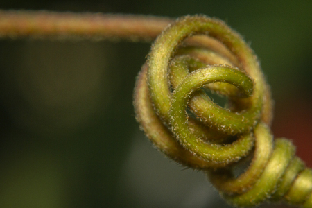 Macro shot red passion plant climbing parts tendril, red passion tendril.の写真素材