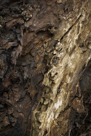The tree trunk unique texture and shapeの写真素材