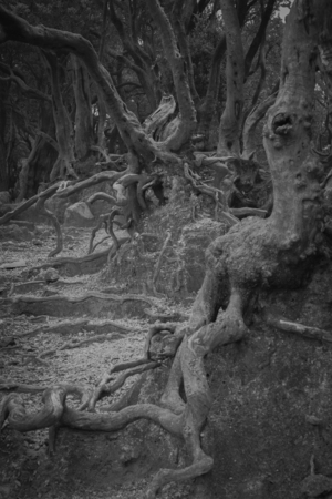 The tree trunks unique texture and shape in black and whiteの写真素材