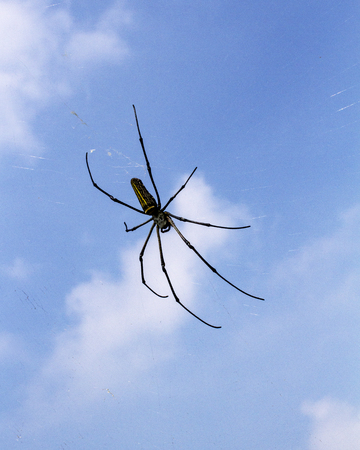 A big spider waiting for the prey on the webの写真素材