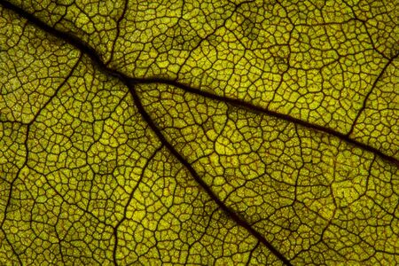 Macro shot a dry leaf textureの写真素材
