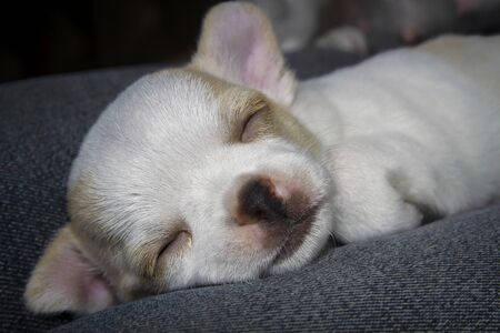 A cute sleepy white chihuahua puppyの写真素材