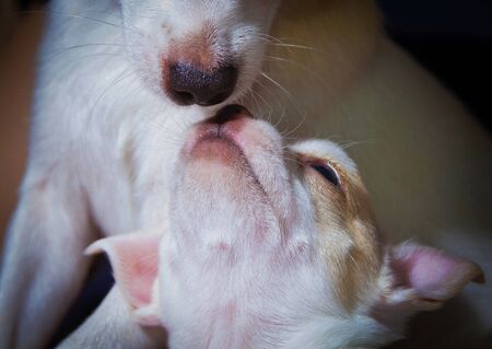 A young Chihuahua puppy say hello to her mumの写真素材