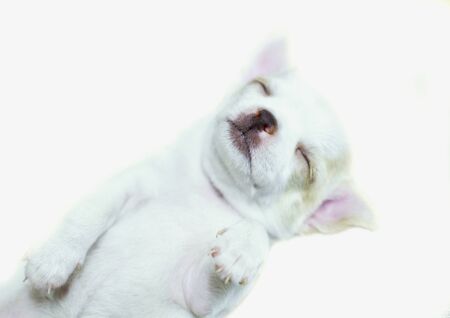 A cute sleepy white Chihuahua puppyの写真素材