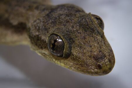 A house gecko closeup pictureの写真素材