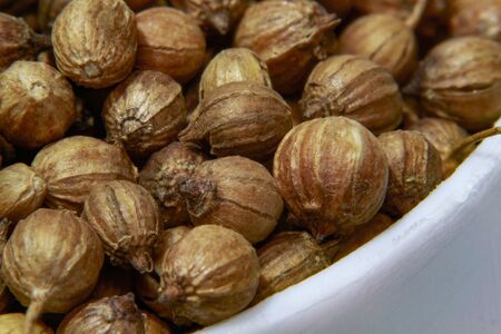 Macro shot coriander seeds traditionally used in cooking, Coriandrum sativumの写真素材