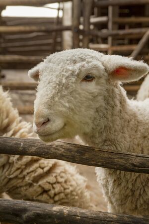 Sheep in the farm close-up pictureの写真素材