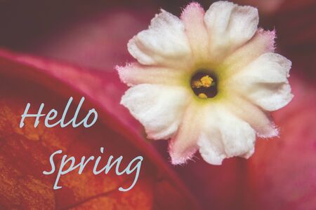 Flower with description Hello Spring