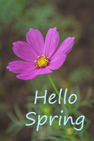 Flower with description Hello Springの写真素材