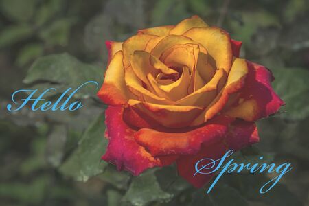 Flower with description Hello Springの写真素材