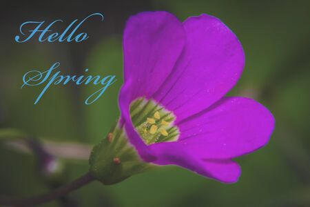 Flower with description Hello Springの写真素材