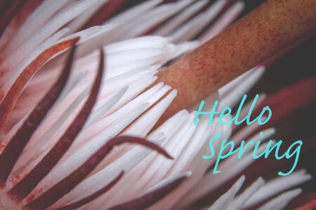 Flower with description Hello Springの写真素材