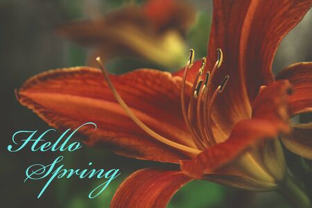 Flower with description Hello Springの写真素材
