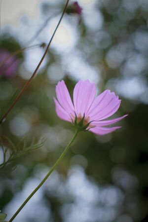 Pink cosmea flowers close-up pictureの写真素材