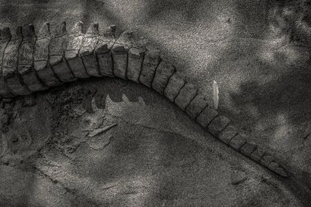 A powerful crocodile swamp tail close-up picture