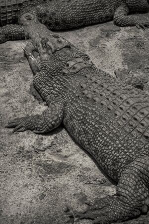 A Large crocodile swamp warning intruder and show his powerful jawsの写真素材