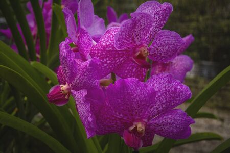 Close-up beautiful bright pink purple color orchids flower