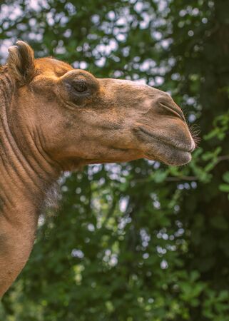 Close-up camel headshot on a sunny dayの写真素材