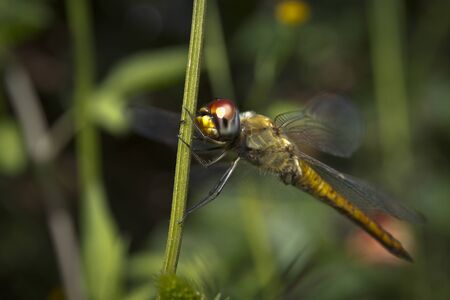 Close-up picture dragonfly resting on the plantsの写真素材