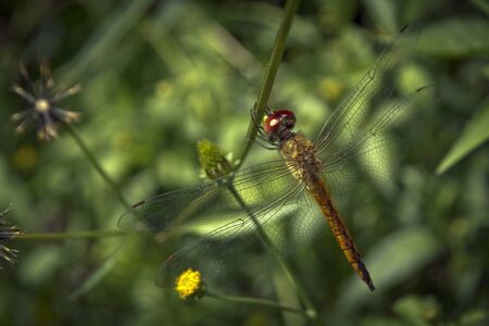 Close-up picture dragonfly resting on the plants