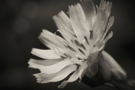 Macro shot a wildflower close-up in black and white pictureの写真素材