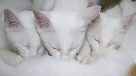 Close-up homeless three cute white kittens breastfeeding to their mum beside the small streetの写真素材