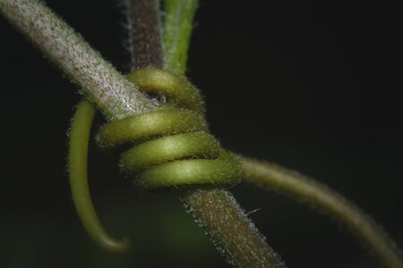 Macro shot red passion plant climbing parts tendril, red passion tendril