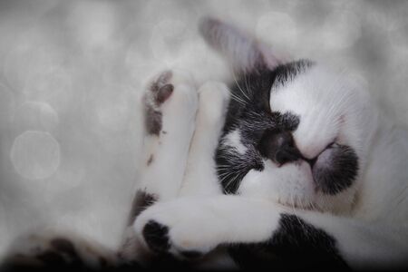 A lovely cat has a nice deep sleep in the cute sleep positionの写真素材