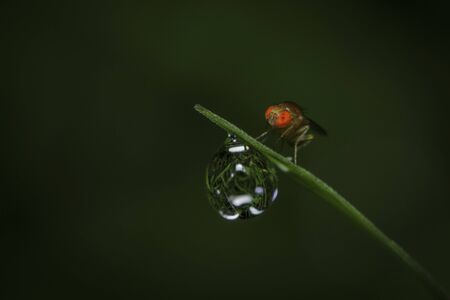 Macro shot a fly fruit resting on a tip of the grassの写真素材